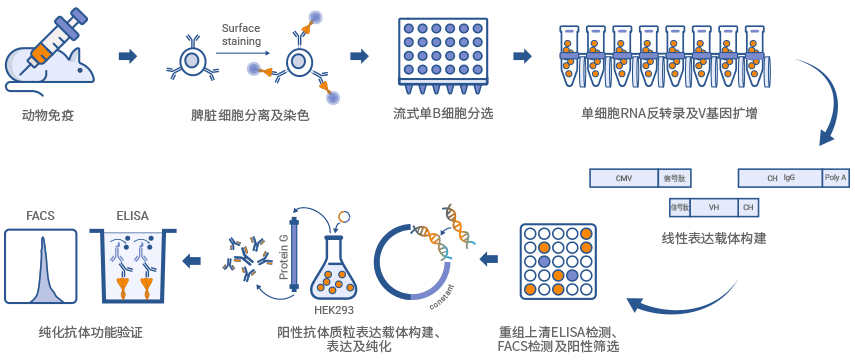 鼠單B細(xì)胞抗體制備流程