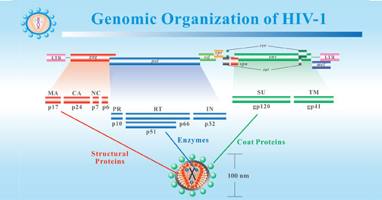 HIV-1的基因組組織