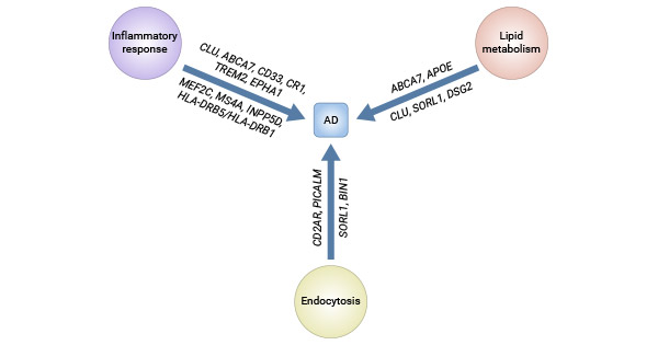 阿爾茨海默病(AD)中涉及的主要通路和相關基因