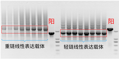 線(xiàn)性表達(dá)載體構(gòu)建