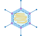 腺病毒結(jié)構(gòu)