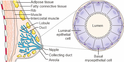 乳腺的結(jié)構(gòu)