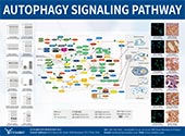 Autophagy信號(hào)通路圖