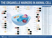 Organelle Markers信號(hào)通路圖