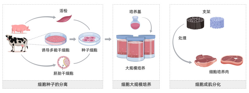 細(xì)胞培養(yǎng)肉的生產(chǎn)過(guò)程