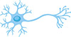 Neuron