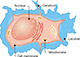 Osteocyte