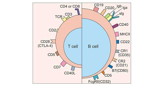T細(xì)胞和B細(xì)胞表面標(biāo)志物