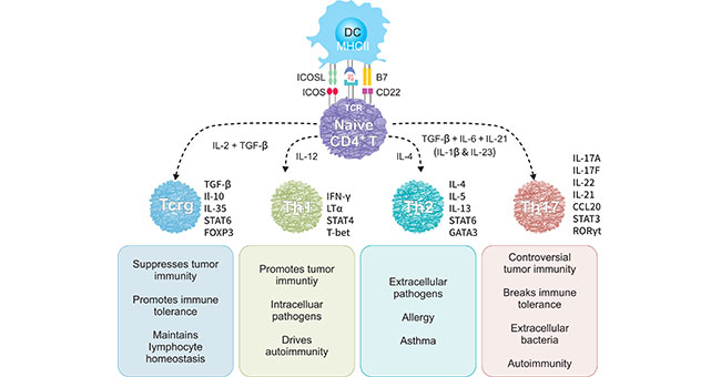 CD4+輔助細(xì)胞的主要亞群及其功能