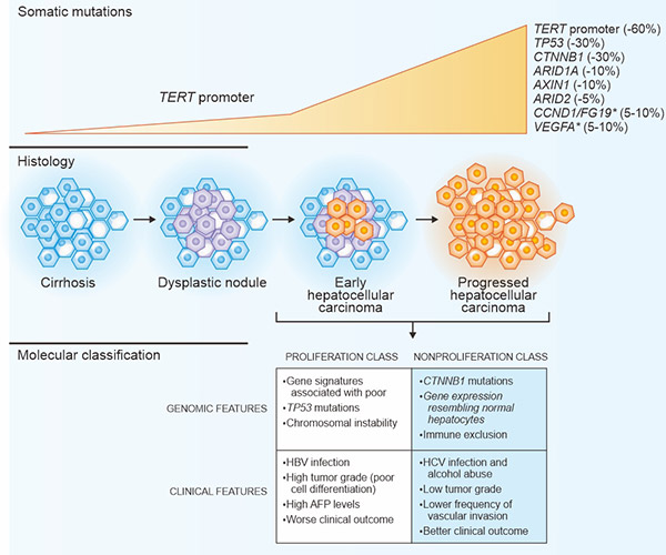 肝細胞癌的主要遺傳學(xué)改變和分子分型