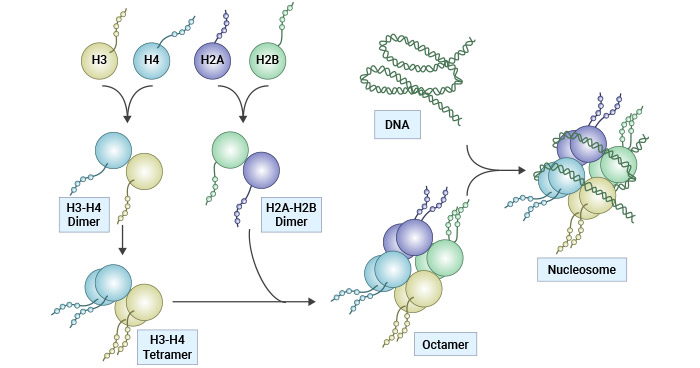 組蛋白結(jié)構(gòu)和核小體組裝