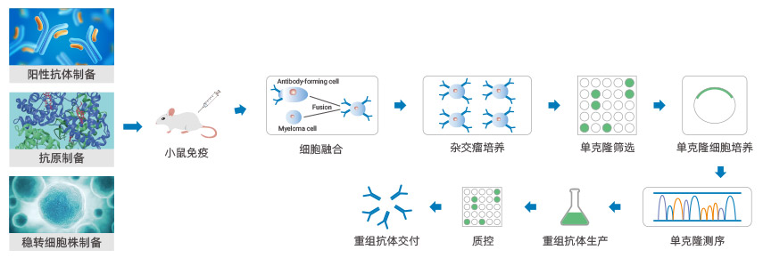 先導(dǎo)抗體分子發(fā)現(xiàn)服務(wù)流程