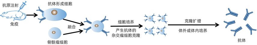 單克隆抗體定制服務(wù)流程