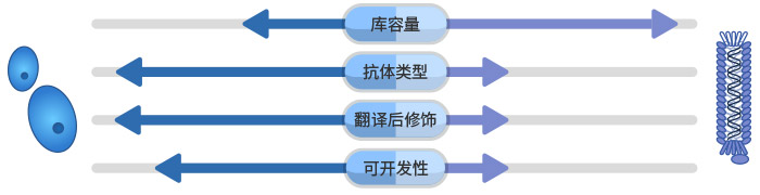 哺乳動物細胞展示 vs. 噬菌體展示