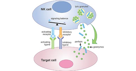 NK細(xì)胞的作用機(jī)制