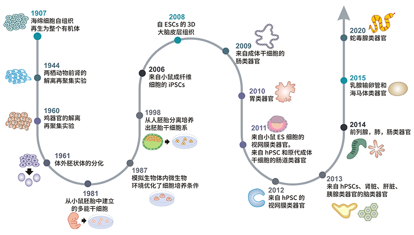 類器官發(fā)展時間線