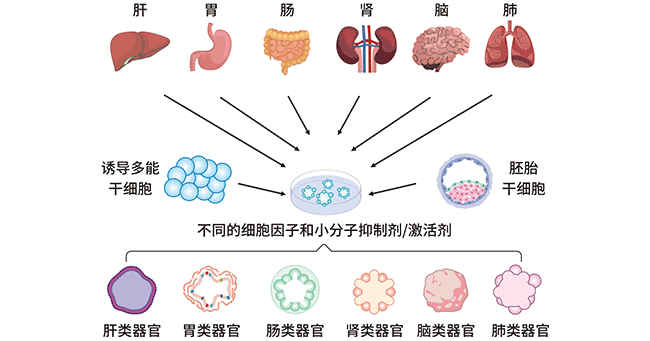 人類不同類器官的建立過程