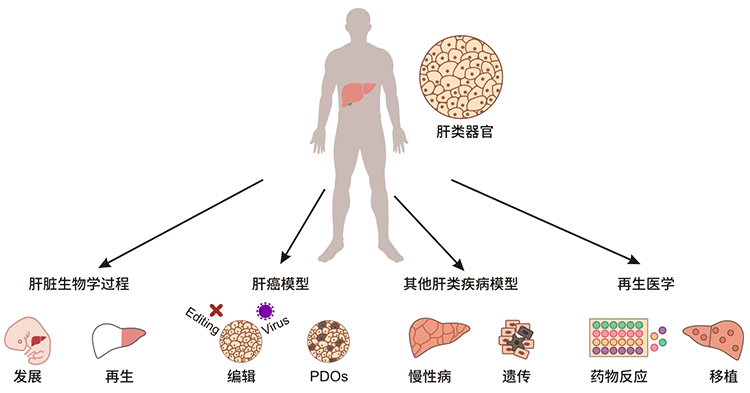 腎類器官的應(yīng)用