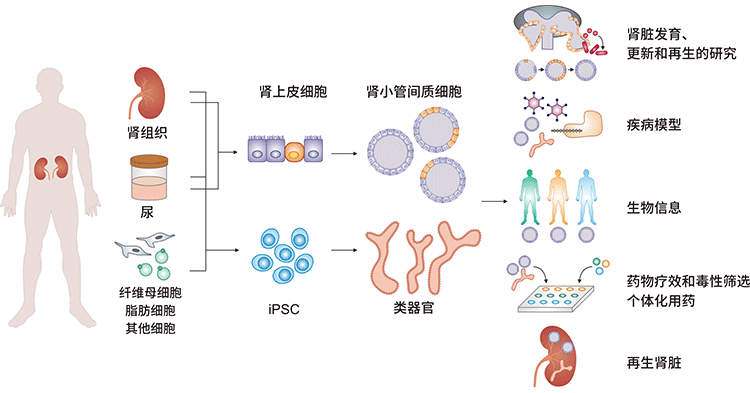 腎類器官的建立和應(yīng)用