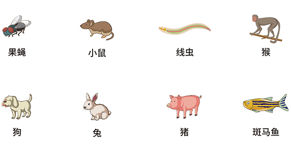 常見模式生物