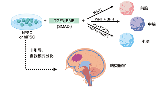 人類腦類器官