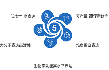 5大蛋白表達(dá)系統(tǒng)