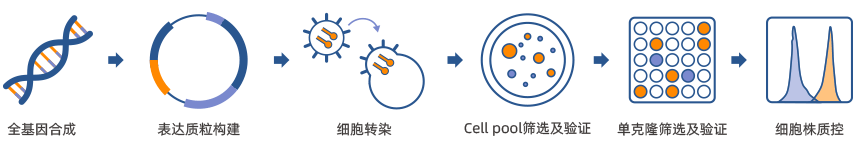 穩(wěn)轉(zhuǎn)細(xì)胞株構(gòu)建技術(shù)路線