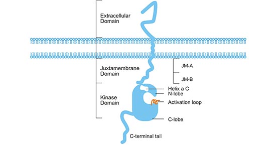 ERBB3結(jié)構(gòu)示意圖