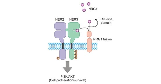 ERBB3/ERBB2（HER3/HER2）二聚體促進(jìn)腫瘤細(xì)胞的生長和存活